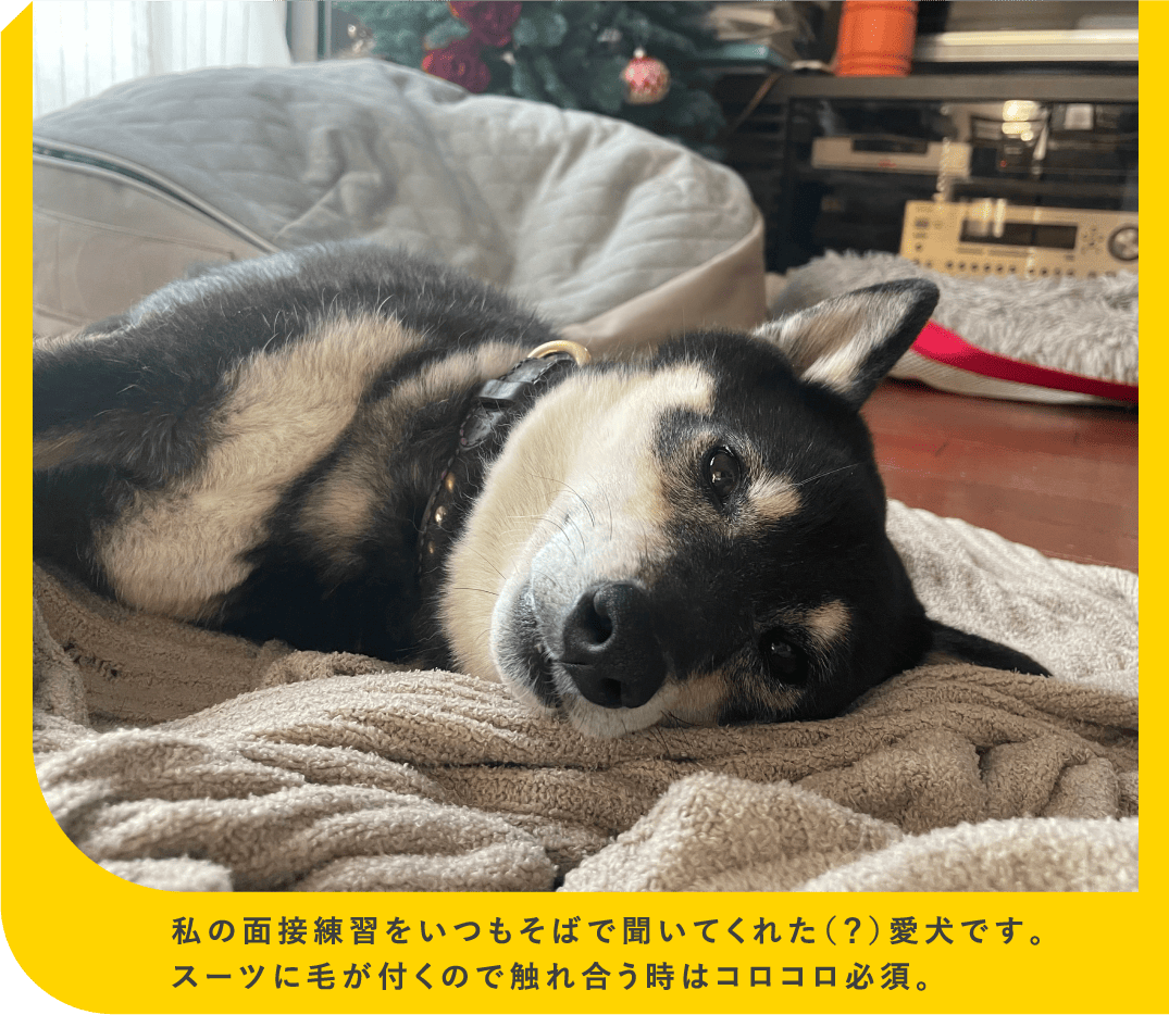 私の面接練習をいつもそばで聞いてくれた（？）愛犬です。スーツに毛が付くので触れ合う時はコロコロ必須。