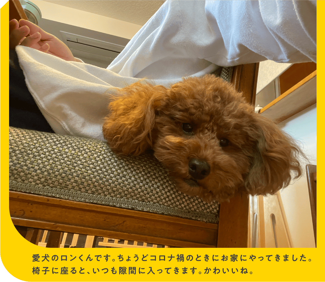 愛犬のロンくんです。ちょうどコロナ禍のときにお家にやってきました。椅子に座ると、いつも隙間に入ってきます。かわいいね。